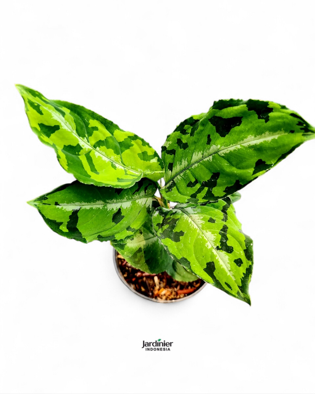 Aglaonema Pictum Tricolor - Image 2