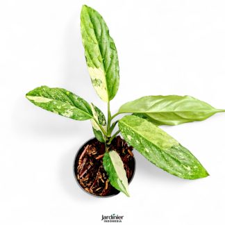 Aglaonema Simplex Variegata