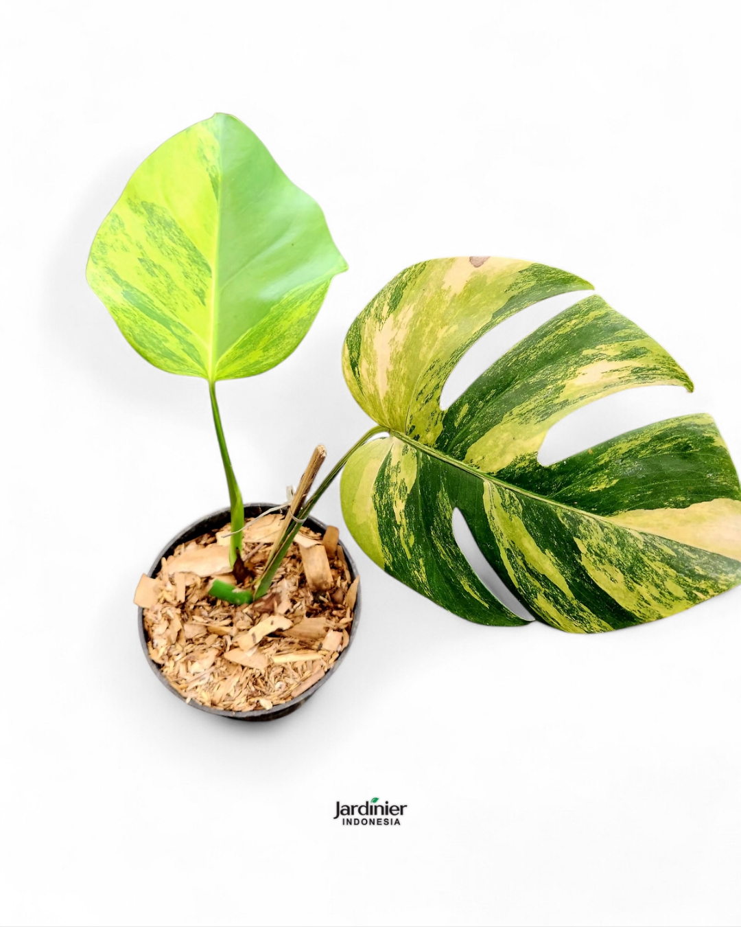 Monstera Deliciosa Aurea Variegata - Image 4