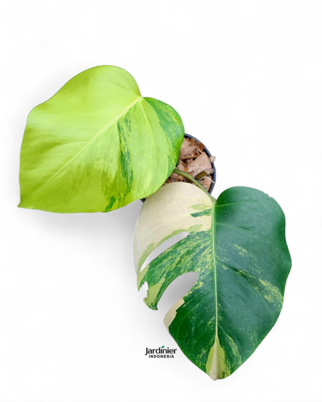 Monstera Deliciosa Aurea Variegata - Image 3