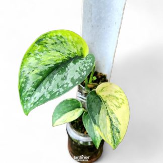 Scindapsus Prabu