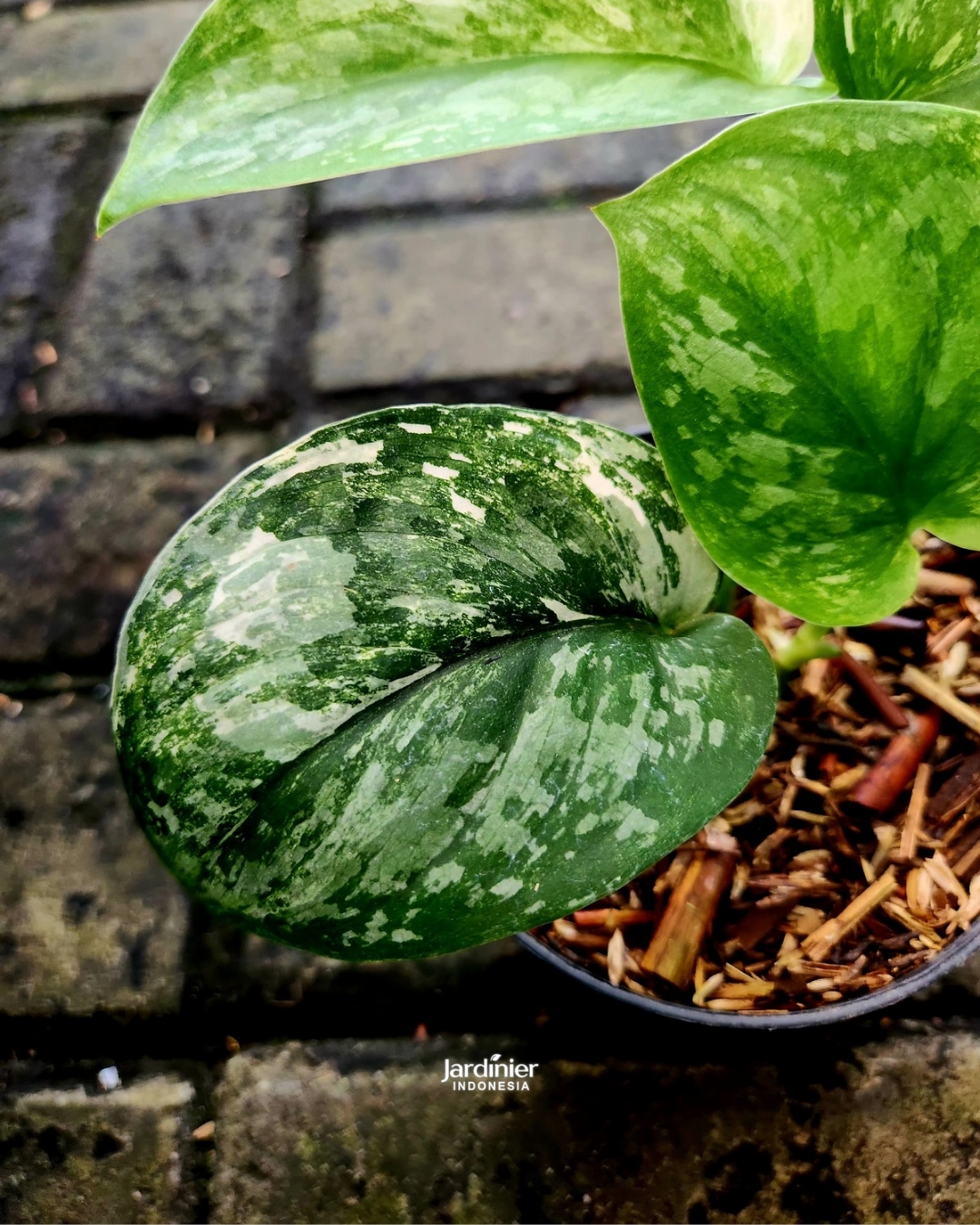 Scindapsus Exotica Blue Silver - Image 3