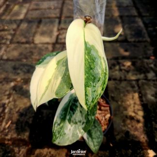 Scindapsus Exotica Tricolor Variegata