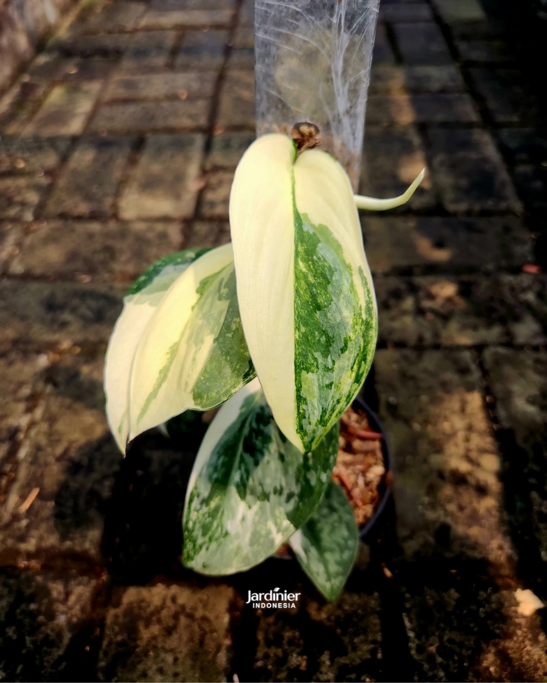 Scindapsus Exotica Tricolor Variegata