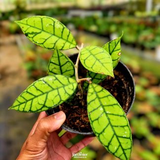 Hoya Callistophylla