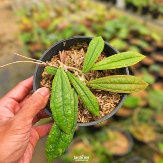 Hoya Rigidifolia