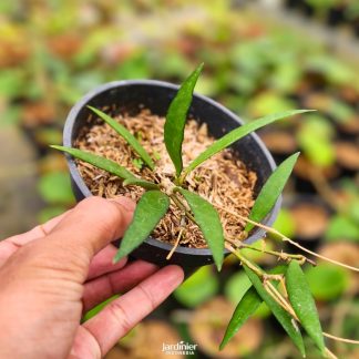 Hoya Kentiana
